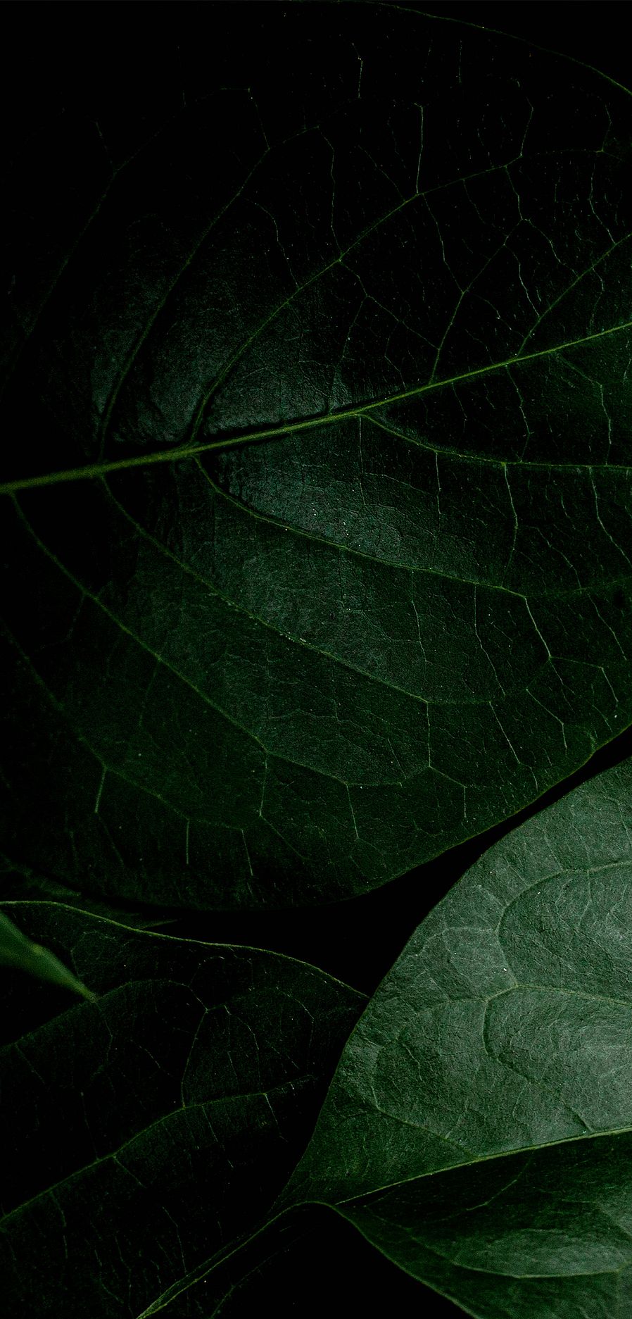 Banner promo spedizione gratuita: foglie verdi