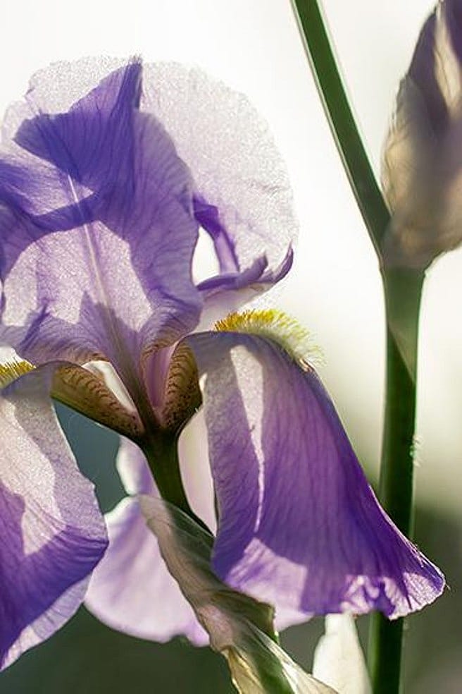gros plan sur une fleur d'iris