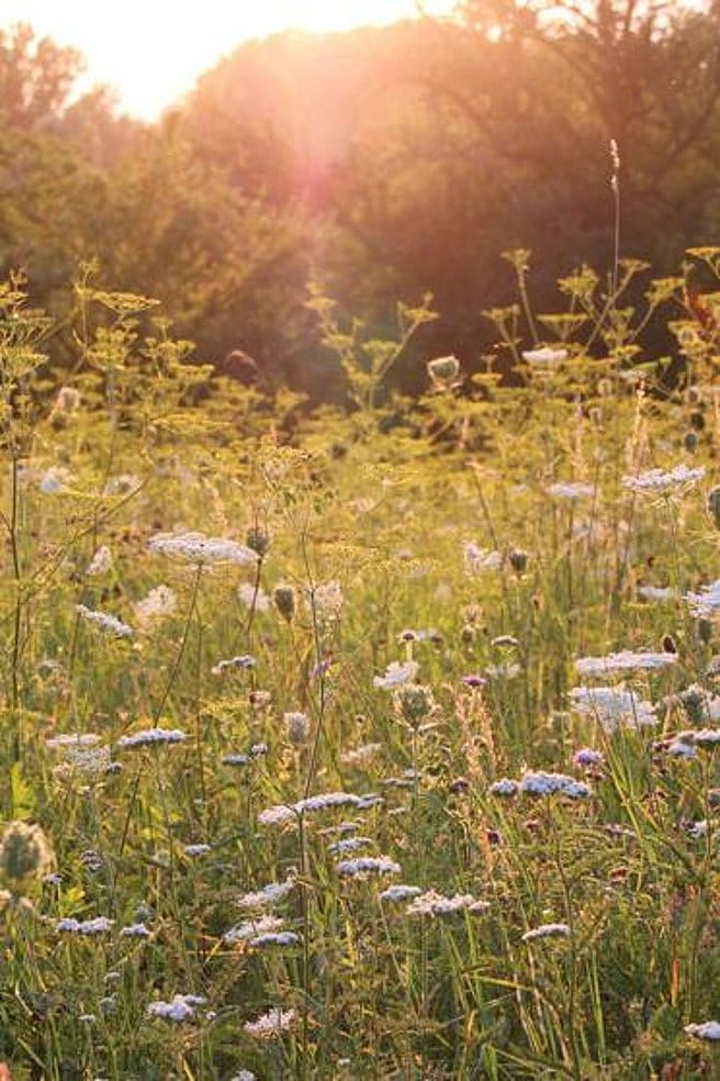 Blumenwiese in der Abenddaemmerung