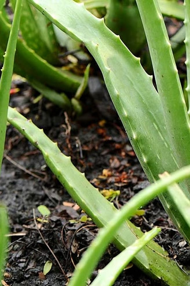 aloe vera