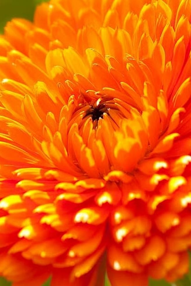 le calendula