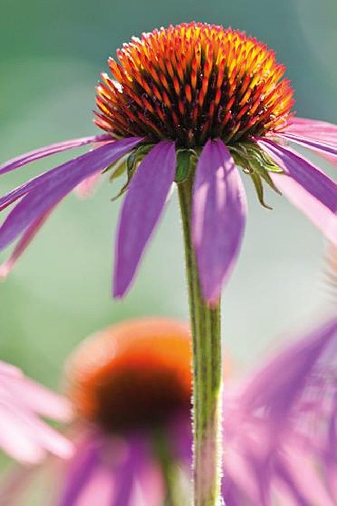 L'échinacée
