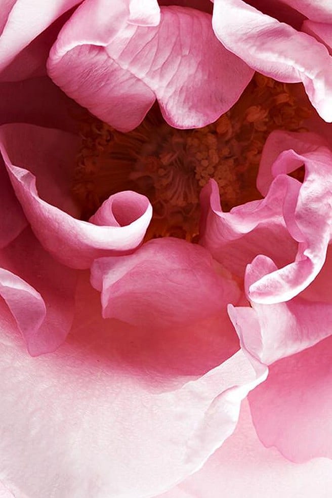 Fiore di rosa