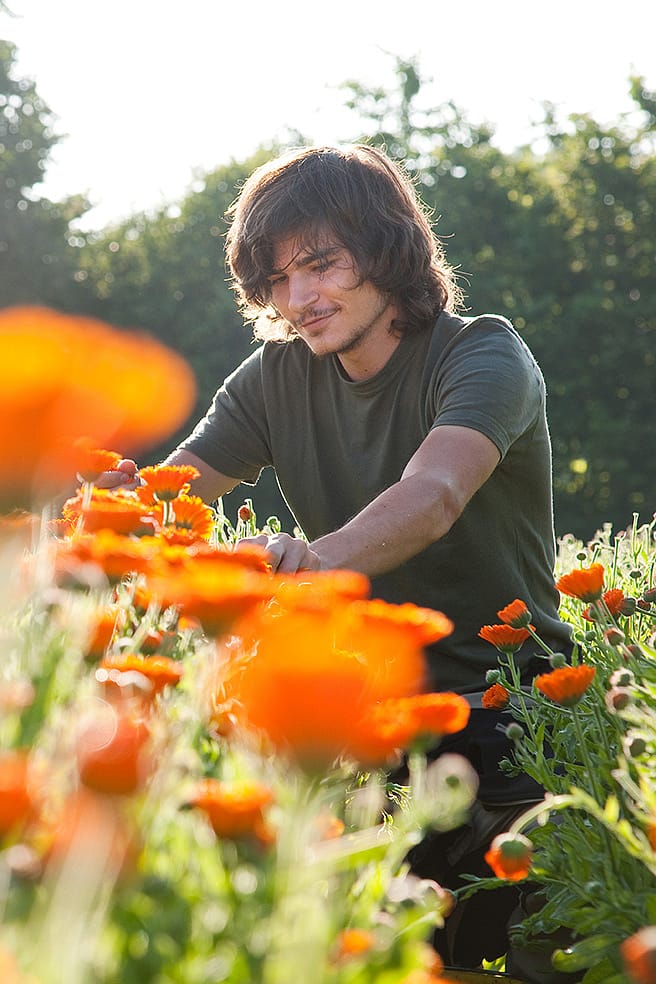 Gaertner im Calendulafeld der Weleda in Deutschland