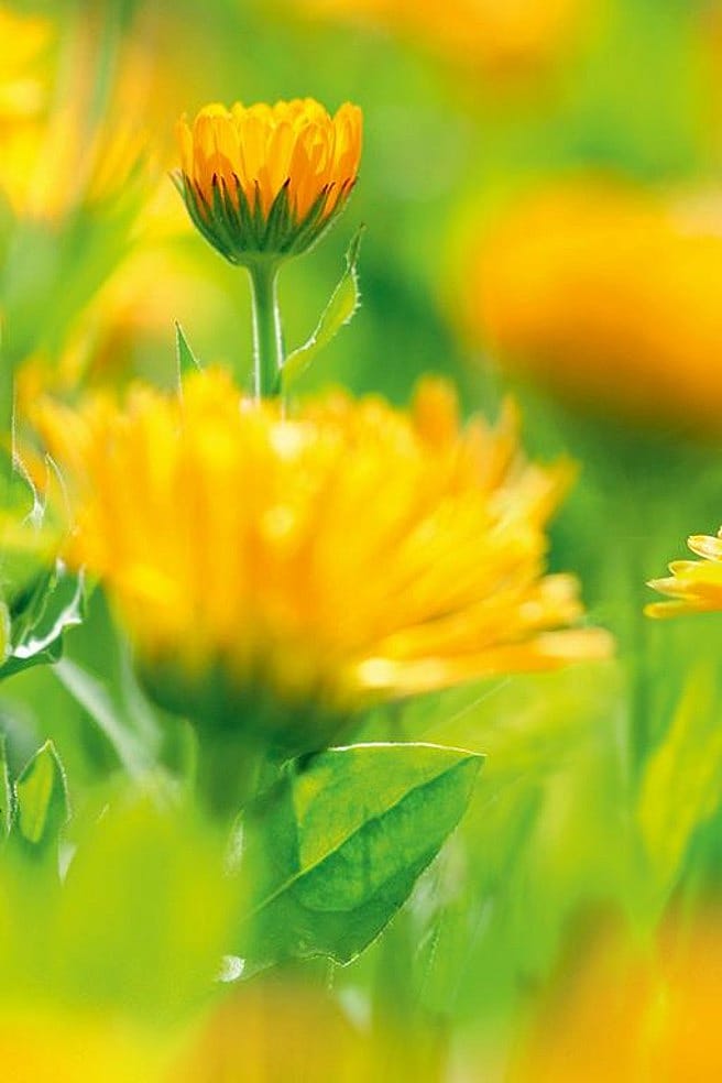 Calendula