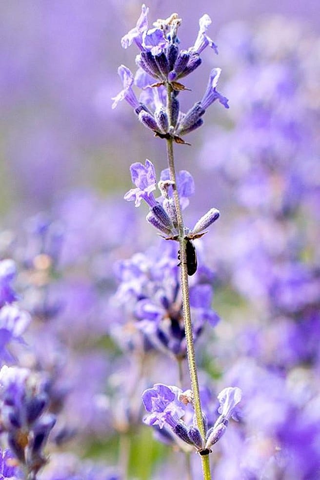 Lavendel