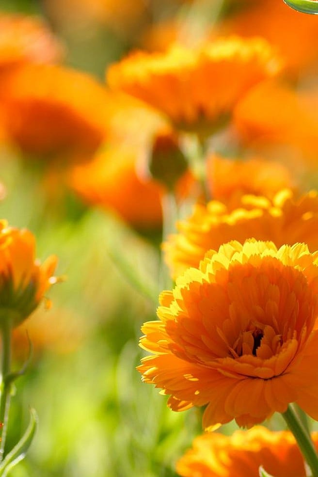 calendula field