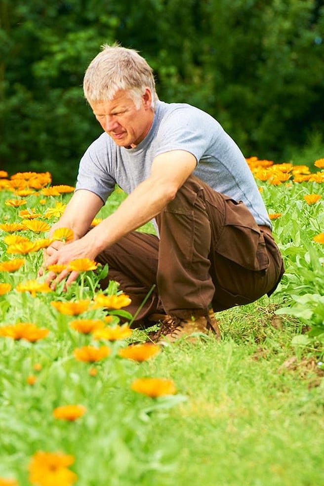 hombre en un campo de flores de calendula