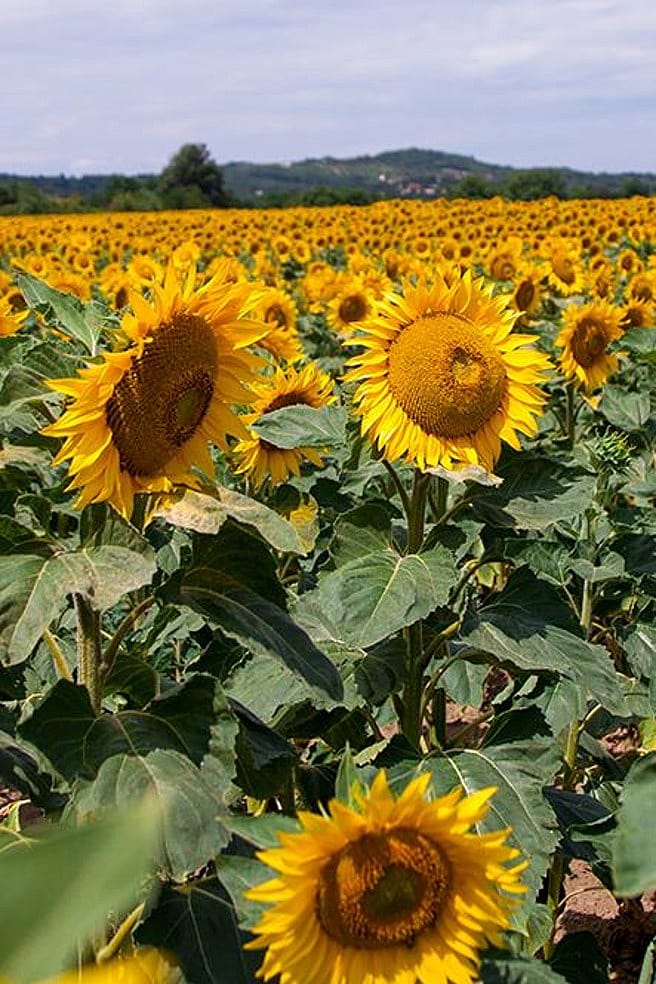 sunflower field