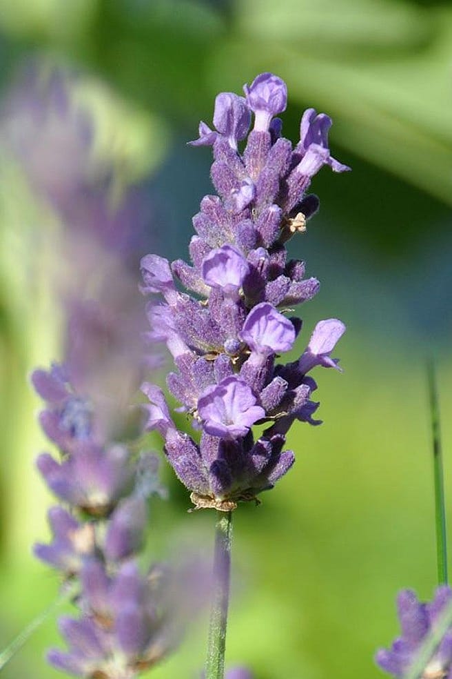 Närbild på lavendel blomma
