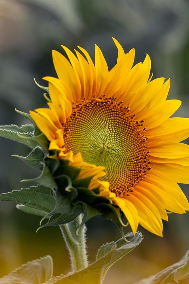 Mains avec de petits plants de plantes