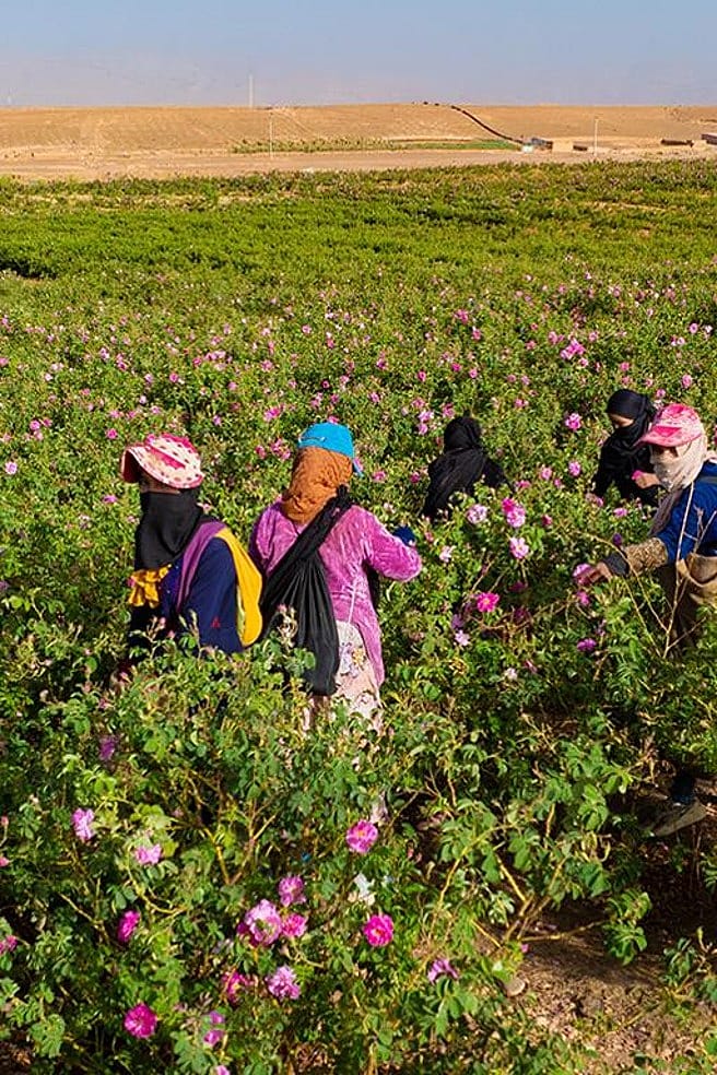 Frauen ernten Rosen in Marokko