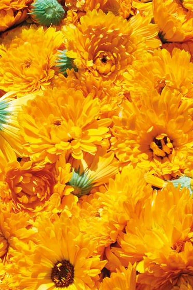 calendula