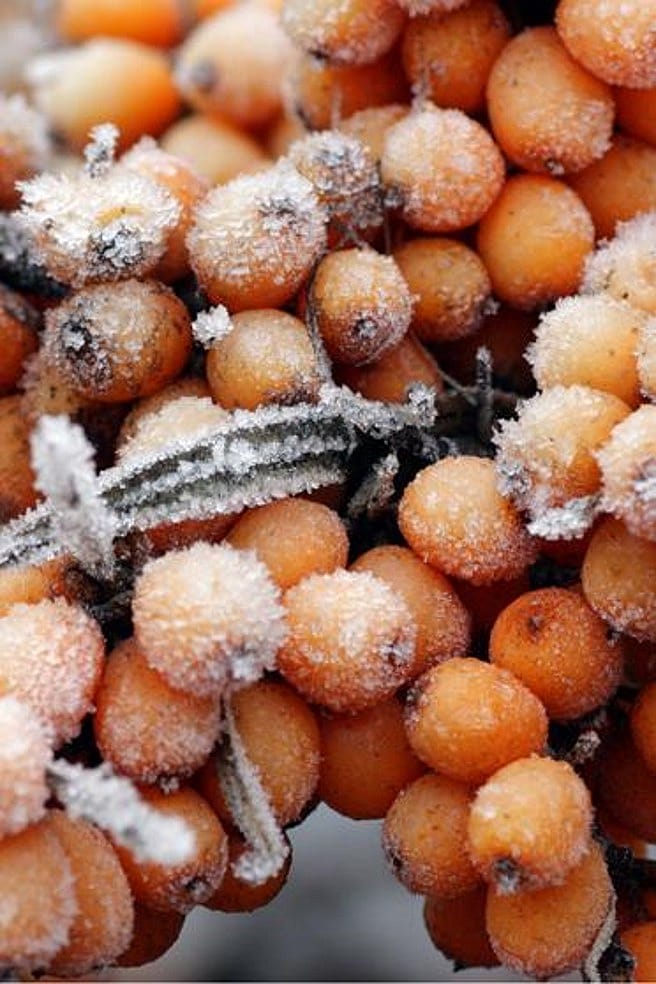 Sanddornbeeren im Frost