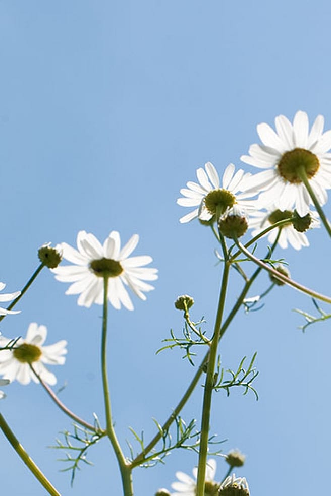 Contusions dues au sport