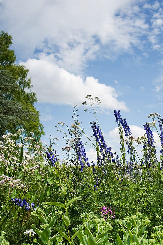 Garten mit Heilpflanzen wie Blauer Eisenhut