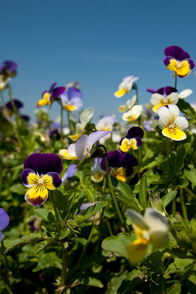 Giornata di sole in un campo