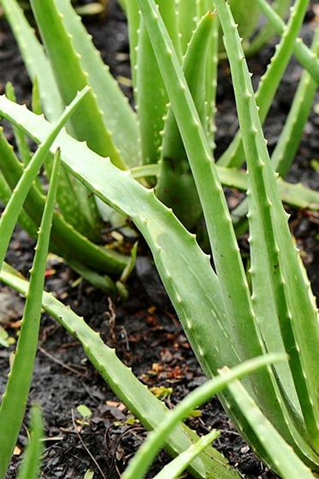 Aloe Vera Pflanzen auf einem Feld