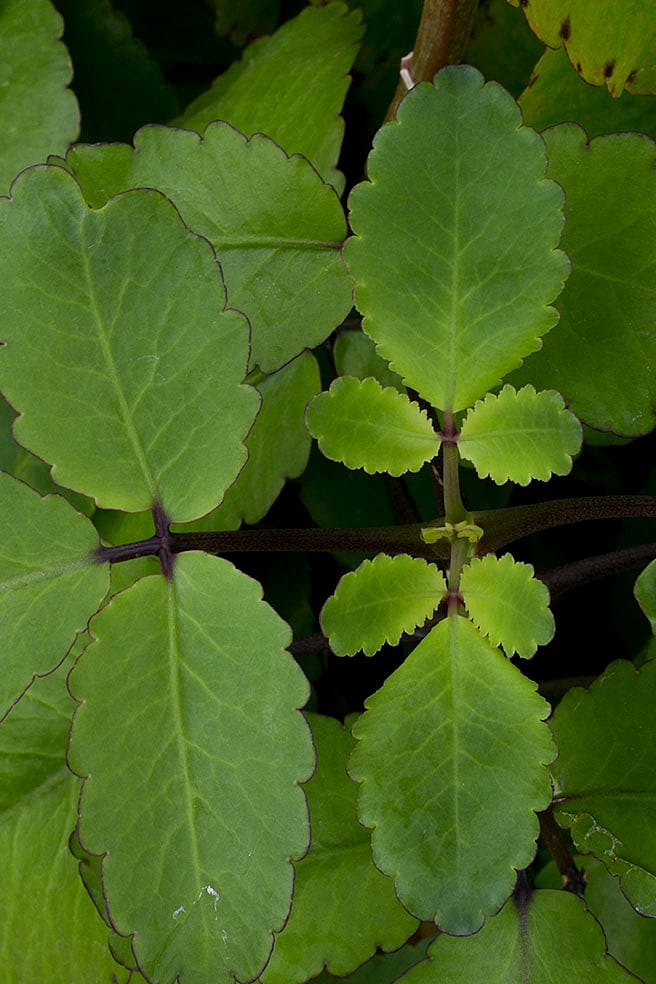 Bryophyllum Blaetter
