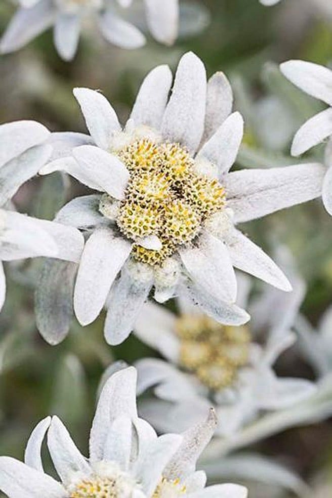 edelweiss blueten