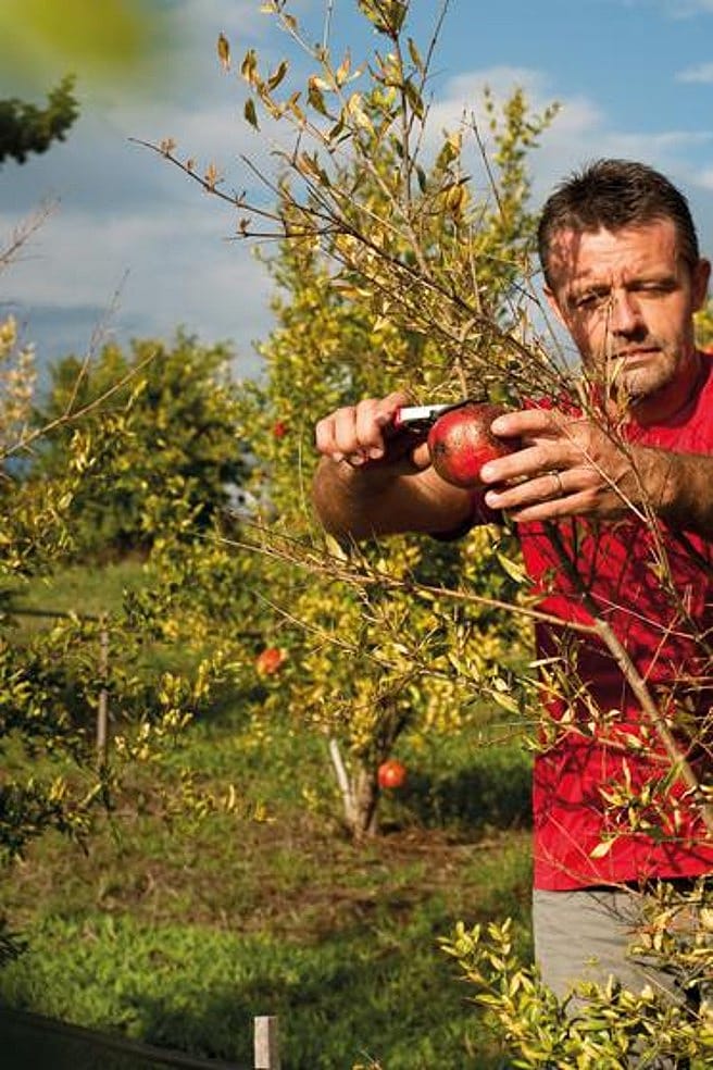 Man skördar grantäpplen