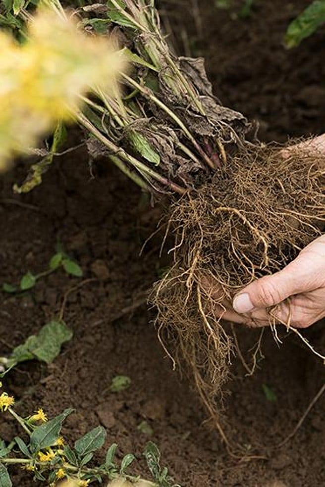Zwei Haende halten die Wurzel einer Pflanze mit viel Erde