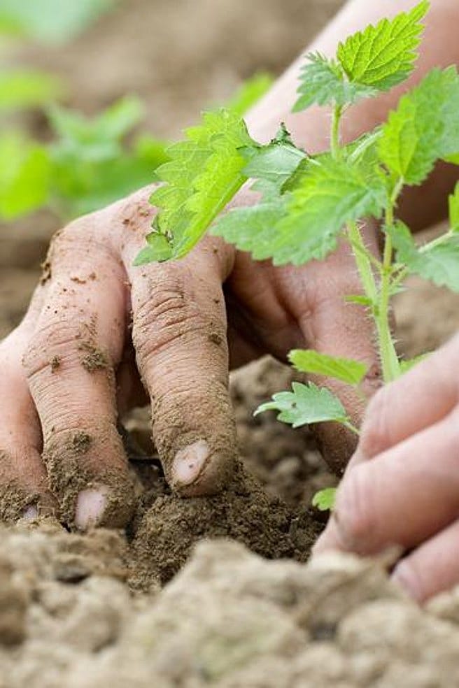 Zwei Haende fassen an eine Brennnessel auf einem Acker