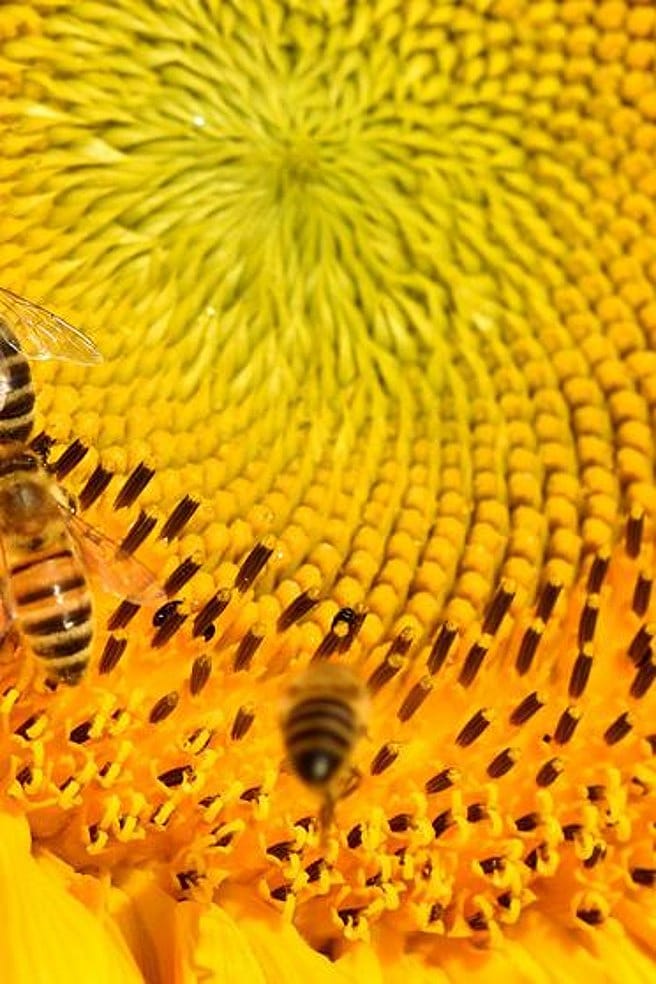 sonnenblume mit bienen