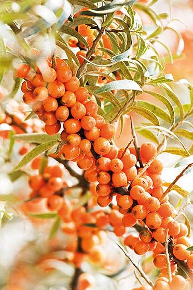 Branches d'argousier