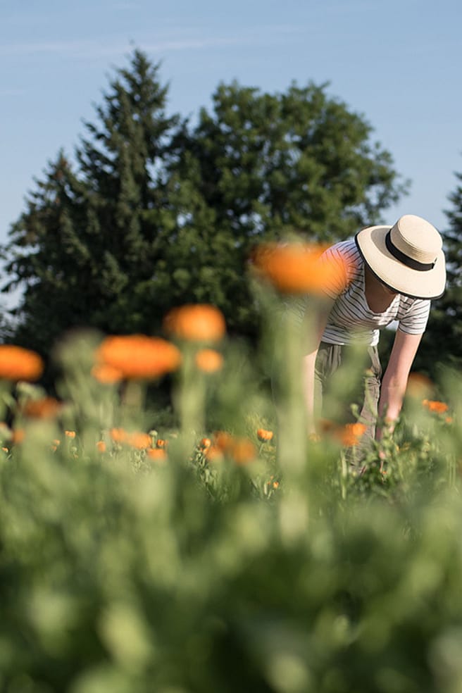 Skördning av calendula