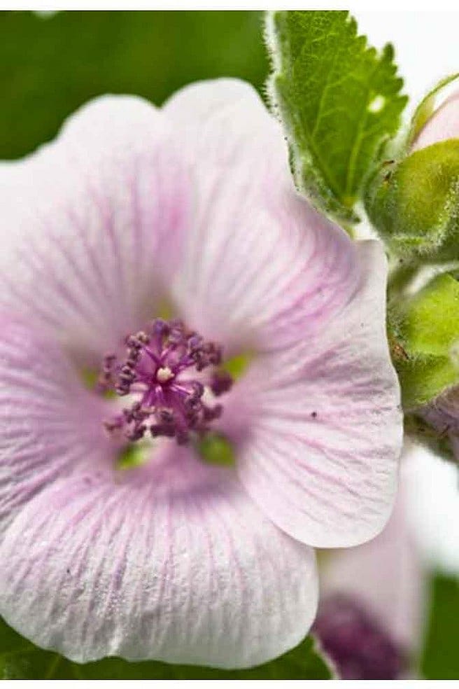 white mallow flower closeup