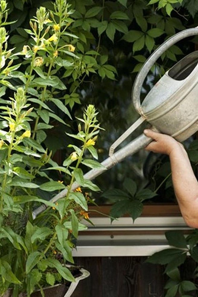 gardener watering flowers