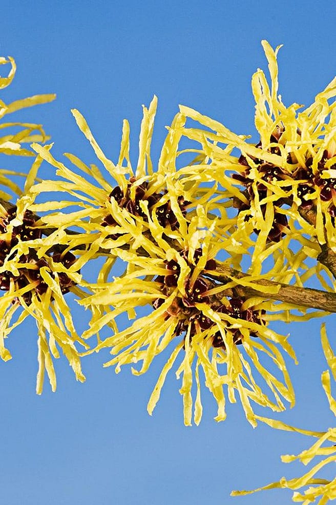 witch hazel