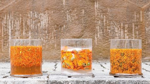 Trois récipients contenant des fleurs de calendula dans différents états d'agrégation