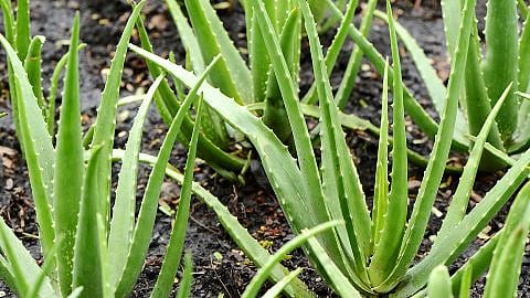 Aloe Vera Pflanzen auf einem Feld
