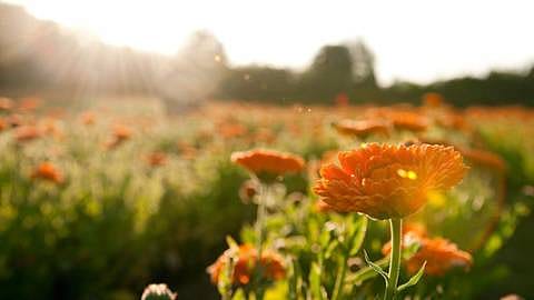 Des courbatures après le sport