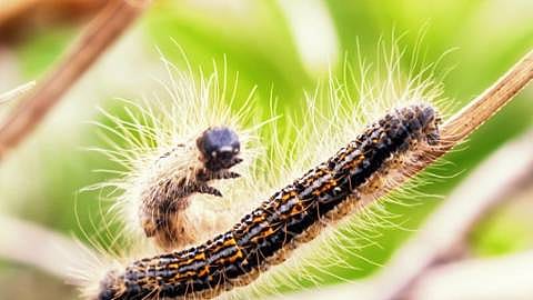 Rode huid door eikenprocessierups