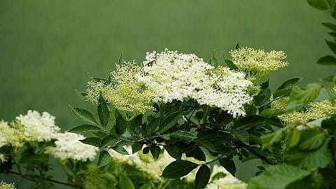 Holunderstrauch mit Blueten