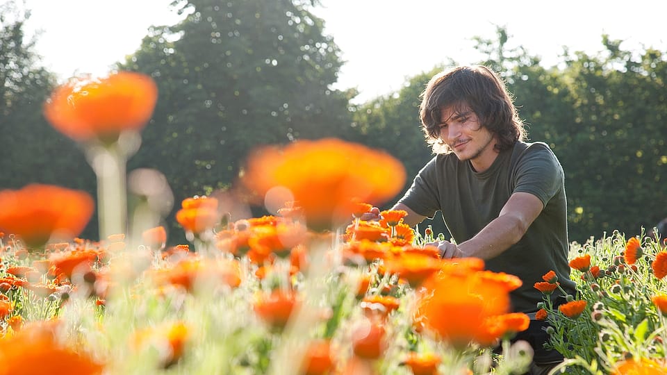 Gaertner im Calendulafeld der Weleda in Deutschland
