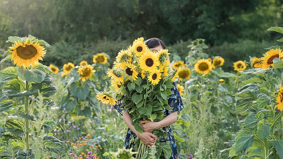 Frau steht in einem Sonnenblumenfeld und haelt sich grossen Sonnenblumenstrauss vor das Gesicht