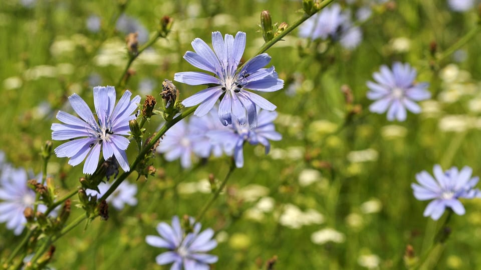 Chicorée sauvage