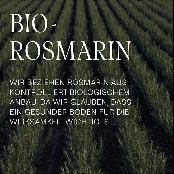 Rosmarin Feld. Bio-Rosmarin. Wir beziehen Rosmarin aus kontrolliert biologischen Anbau, da wir glauben, dass ein gesunder Boden für die Wirksamkeit wichtig ist.