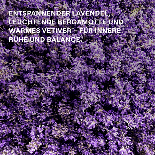 Lavendelblüten. Entspannender Lavendel, leuchtende Bergamotte und warmes Vetiver - für innere Ruhe und Balance.