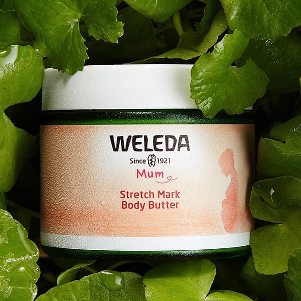 Open Stretch Mark Body Butter jar in a bed of centella asiatica leaves.