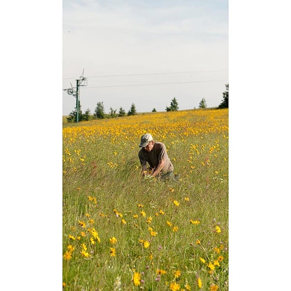man harvesting arnica