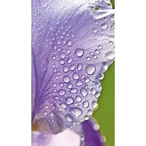 iris blossom with water pearls on it.