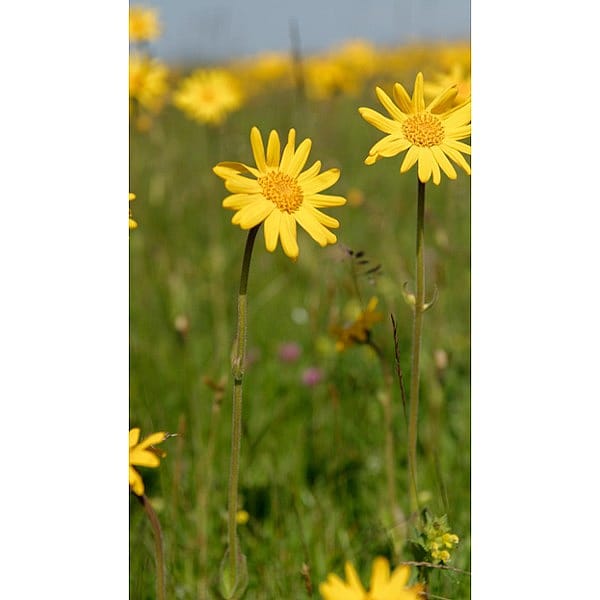 arnica flowers