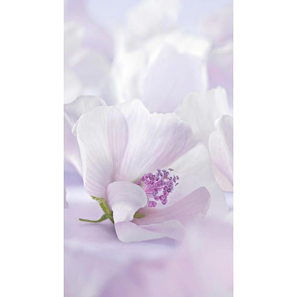 white mallow blossom