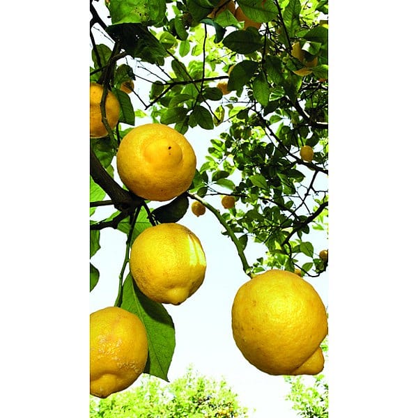citrus fruits on tree
