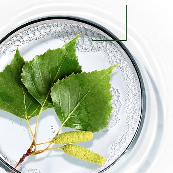 Aceite de Abedul para la Celulitis